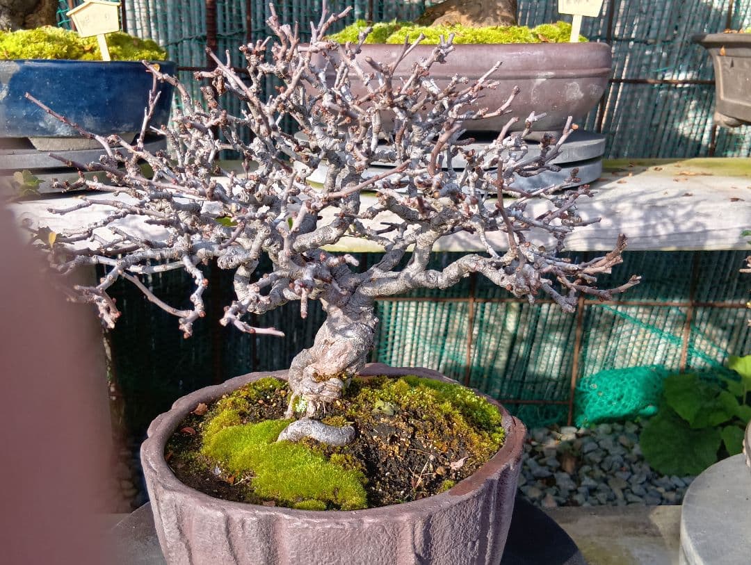 長寿梅‼️白花‼️一本木特価品