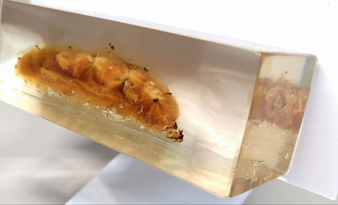 樹脂封入シロアリ女王卵巣標本 70mm★本当に珍しい標本★