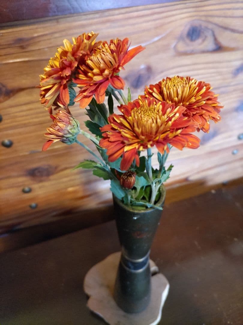 菊苗 冬至芽3本