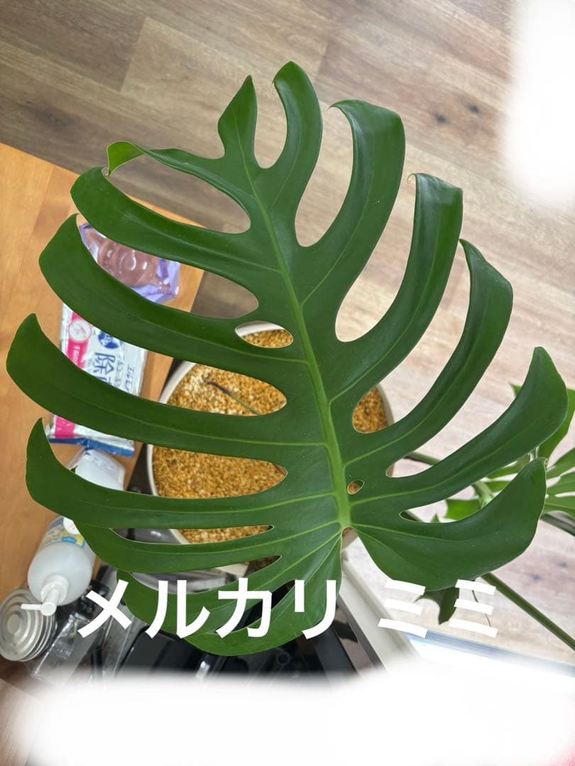 モンステラ スケルトン 成長点分岐