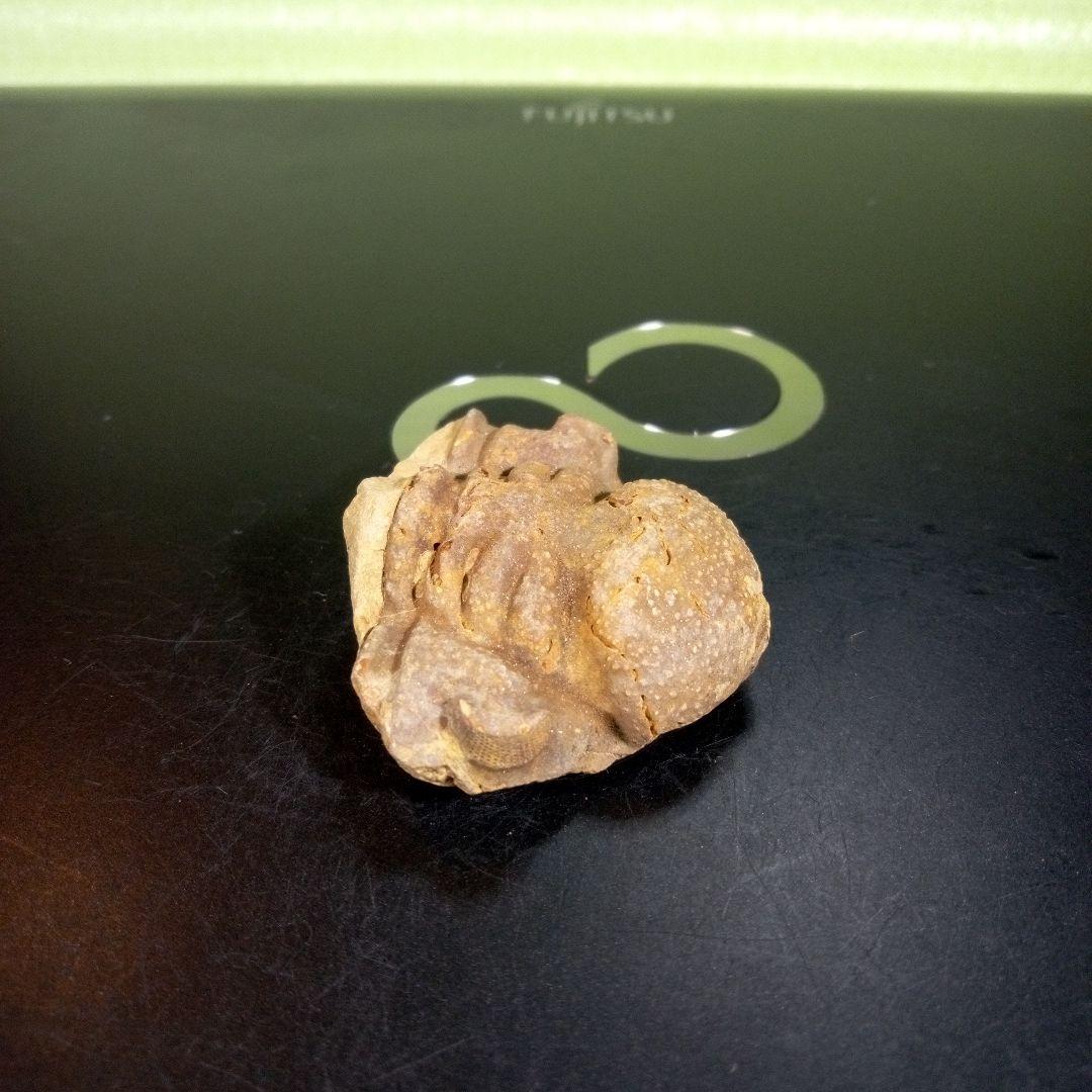 三葉虫　化石　fossil　ボリビア産　trilobite　ボリビア三葉虫郡⑤