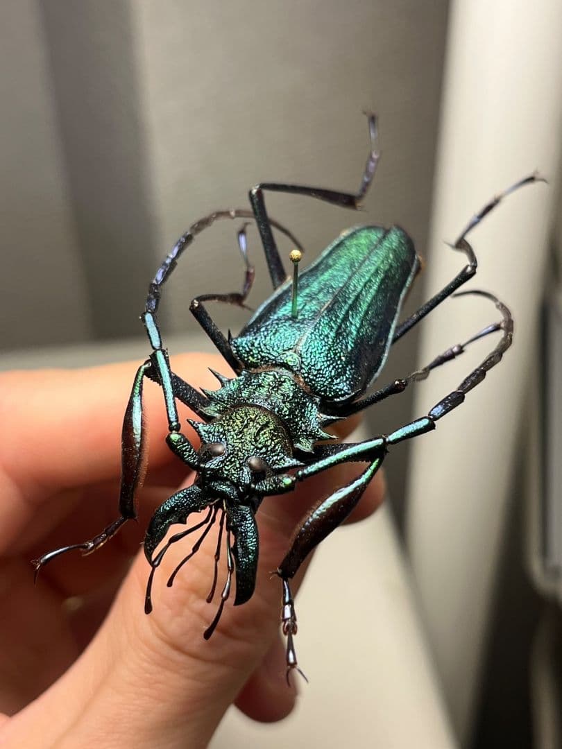 【極美青緑】ルリオニカミキリ ムラサキオニノコギリカミキリ　昆虫標本