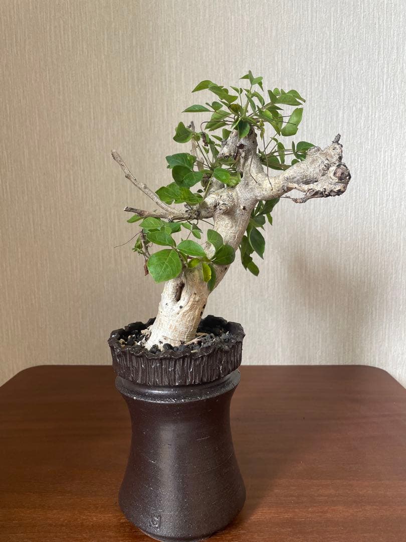 コミフォラ　ドレイク　ブロックマニー　抜き苗