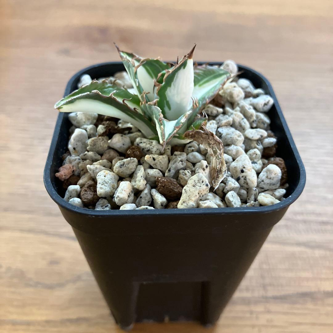 速達【鉢ごと発送】②発根済み　アガべ　チタノタ　太陽神錦　白中斑　TC 永久錦