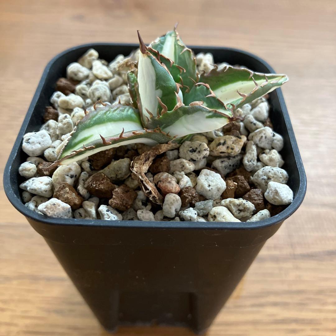 速達【鉢ごと発送】②発根済み　アガべ　チタノタ　太陽神錦　白中斑　TC 永久錦