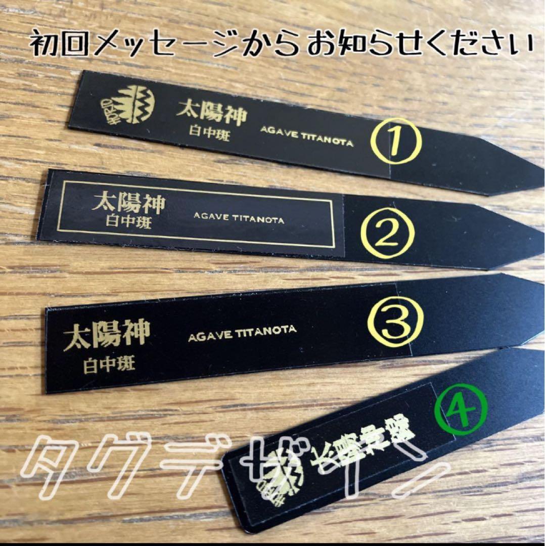 速達【鉢ごと発送】②発根済み　アガべ　チタノタ　太陽神錦　白中斑　TC 永久錦