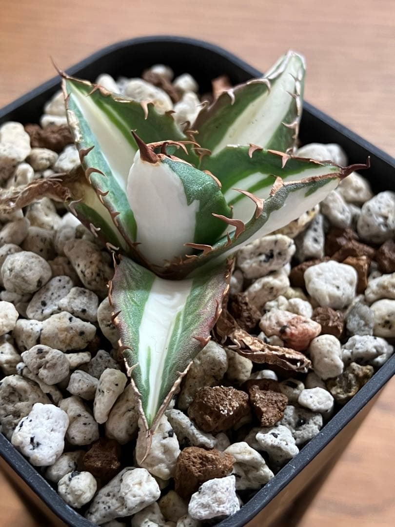 速達【鉢ごと発送】②発根済み　アガべ　チタノタ　太陽神錦　白中斑　TC 永久錦