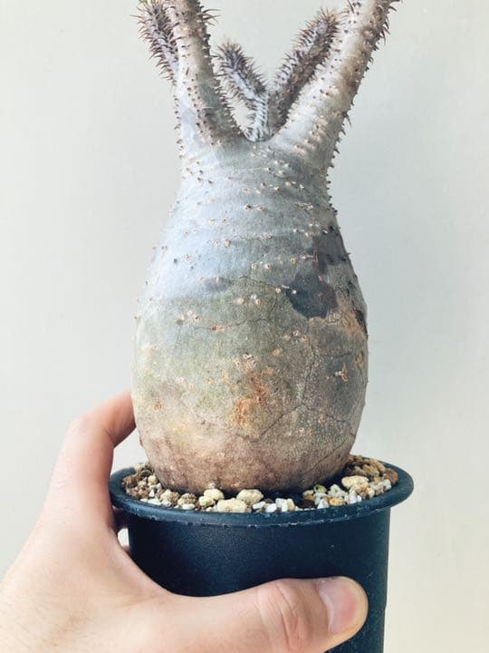 ✳︎人気✳︎中型トトロ　パキポディウムグラキリス 塊根植物