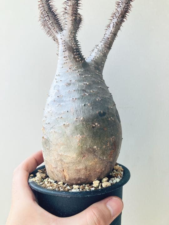 ✳︎人気✳︎中型トトロ　パキポディウムグラキリス 塊根植物