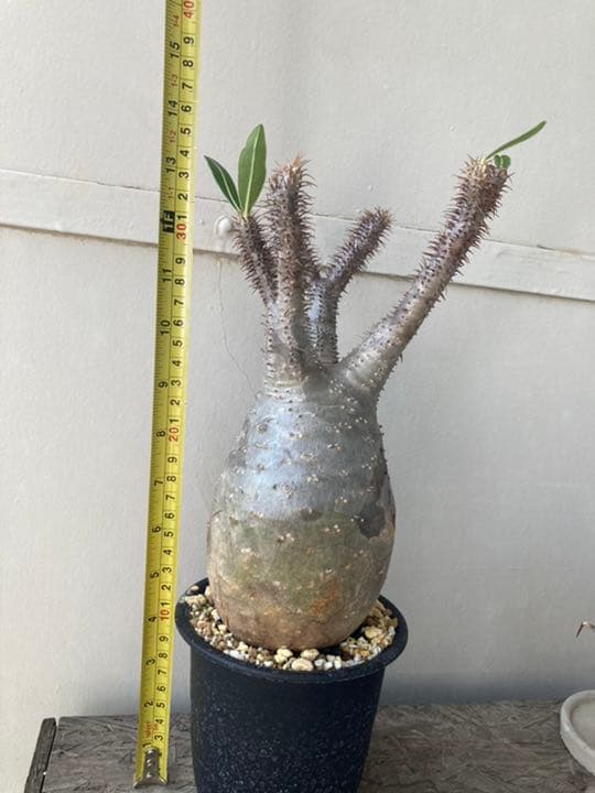 ✳︎人気✳︎中型トトロ　パキポディウムグラキリス 塊根植物