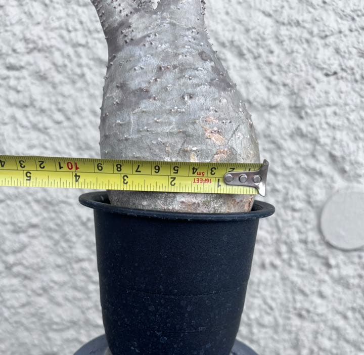 ✳︎人気✳︎中型トトロ　パキポディウムグラキリス 塊根植物