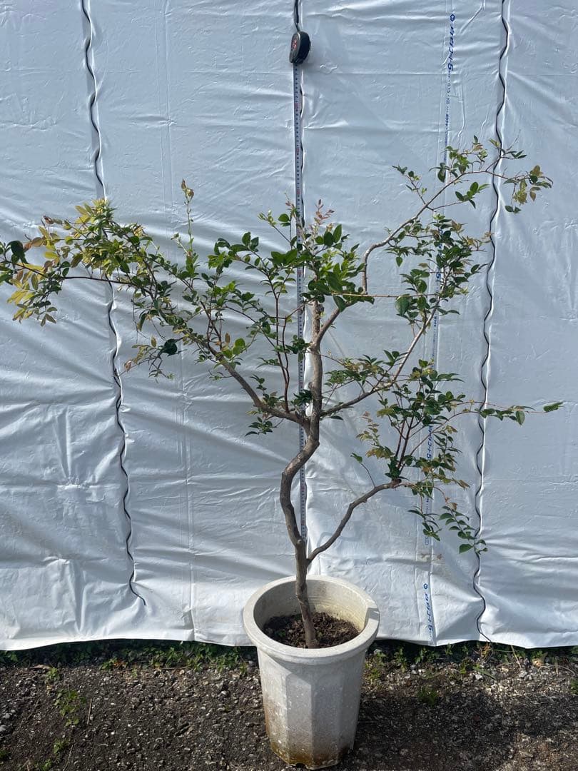 ジャボチカバ　小葉系　熱帯果樹　結実経験あり　花芽