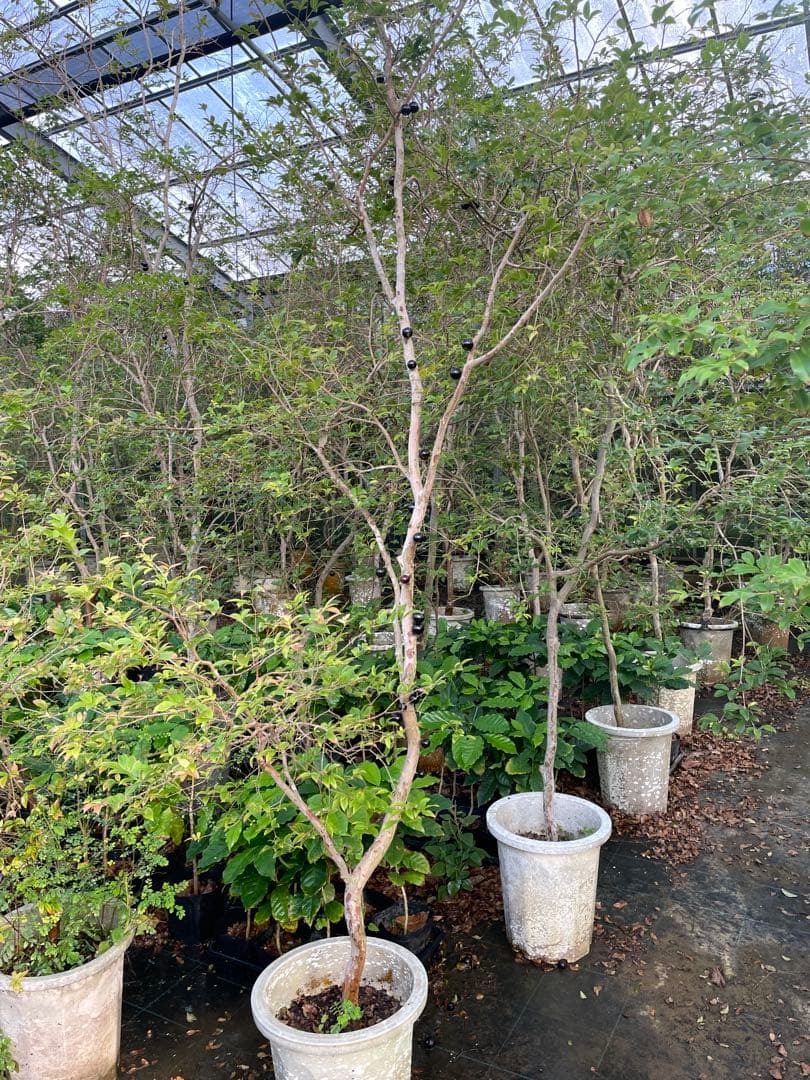 ジャボチカバ　小葉系　熱帯果樹　結実経験あり　花芽