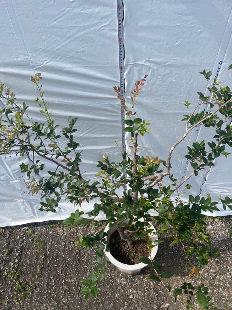 ジャボチカバ　小葉系　熱帯果樹　結実経験あり　花芽