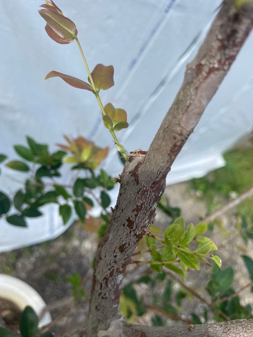 ジャボチカバ　小葉系　熱帯果樹　結実経験あり　花芽