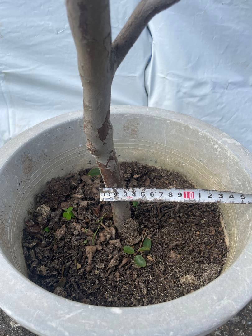 ジャボチカバ　小葉系　熱帯果樹　結実経験あり　花芽