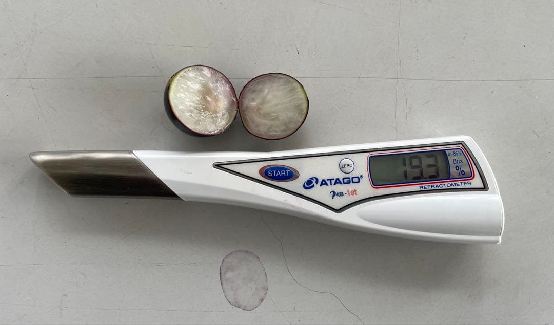 ジャボチカバ　小葉系　熱帯果樹　結実経験あり　花芽