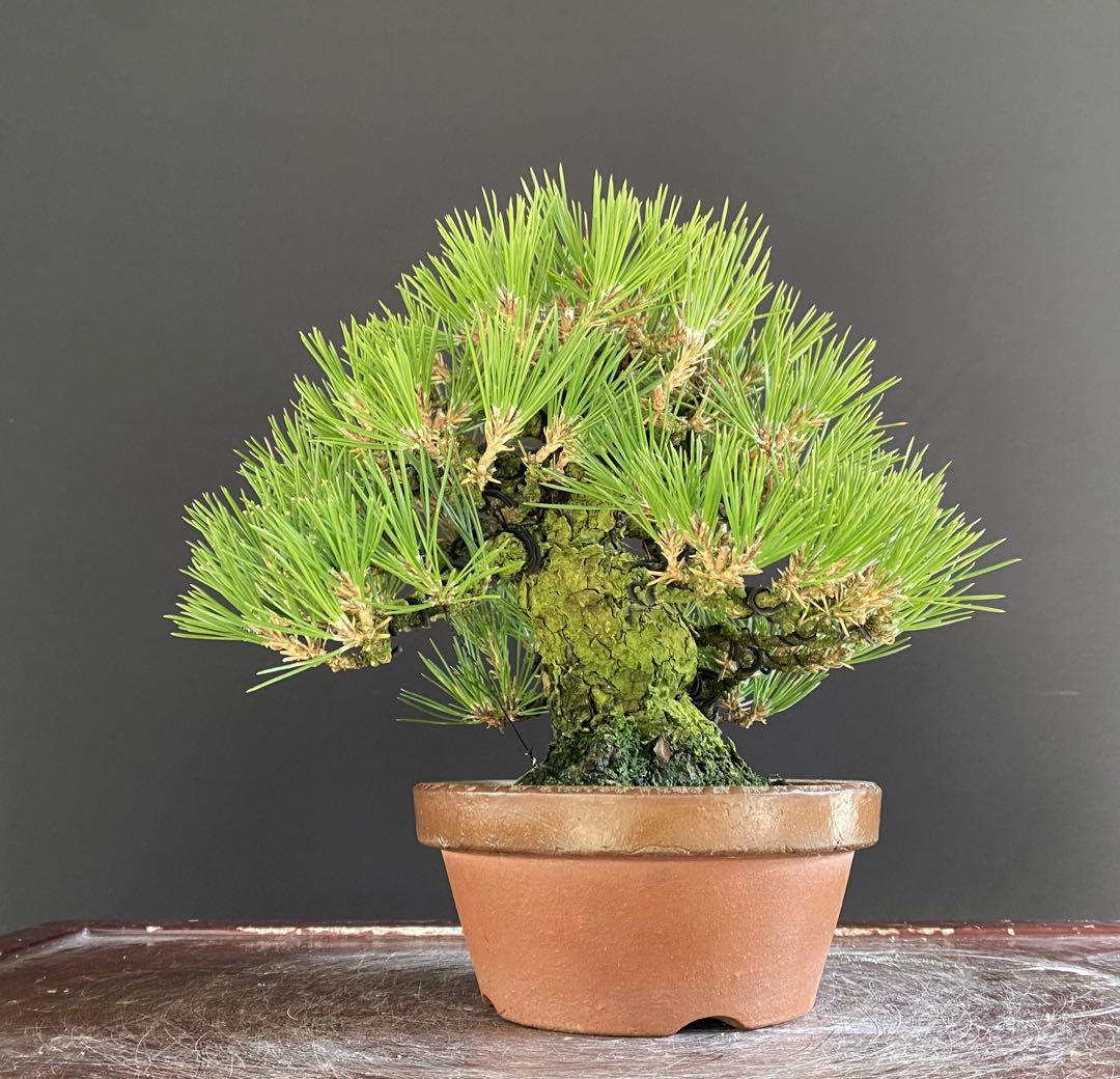白木盆栽園　小品盆栽　黒松　樹高21センチ　黒松赤松五葉松真柏雑木趣味観葉植物