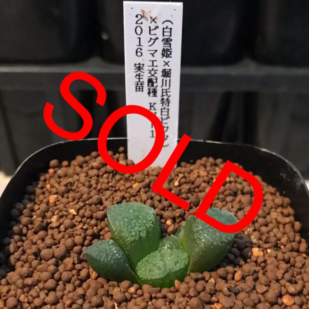 多肉植物 ハオルチア   セール 1株 500円 送料200円 早い者勝ち 3