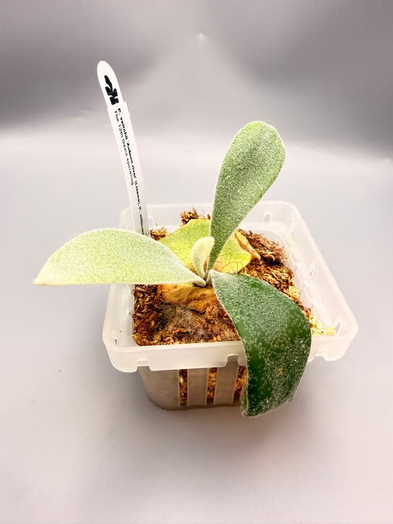 ビカクシダAuburn (Lisawa) x Copper will