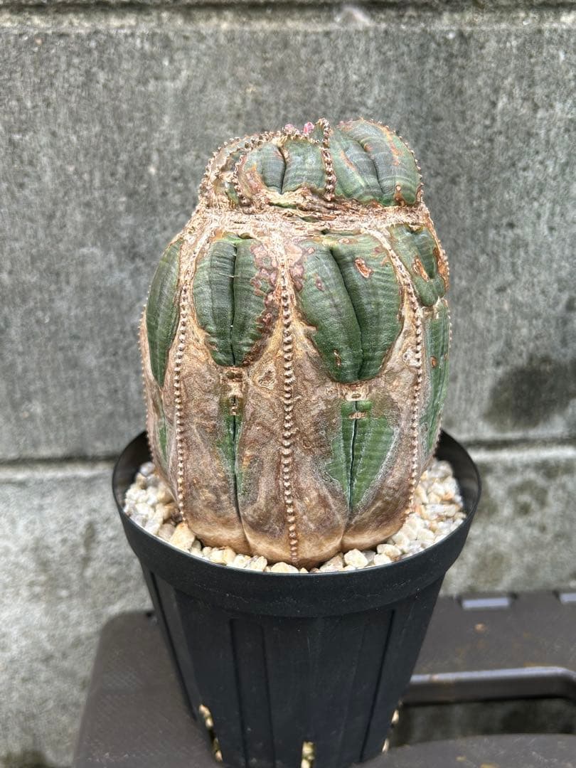 綴化 オベサ 雄 ユーフォルビア