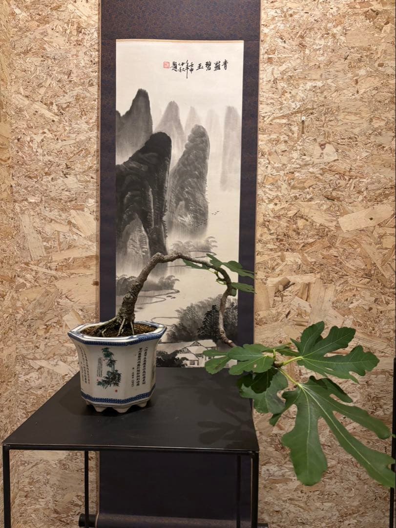 イチジク盆栽　無花果　小品盆栽　珍品　激古　樹齢約30年