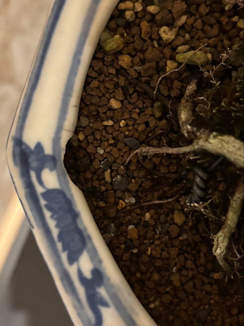 イチジク盆栽　無花果　小品盆栽　珍品　激古　樹齢約30年