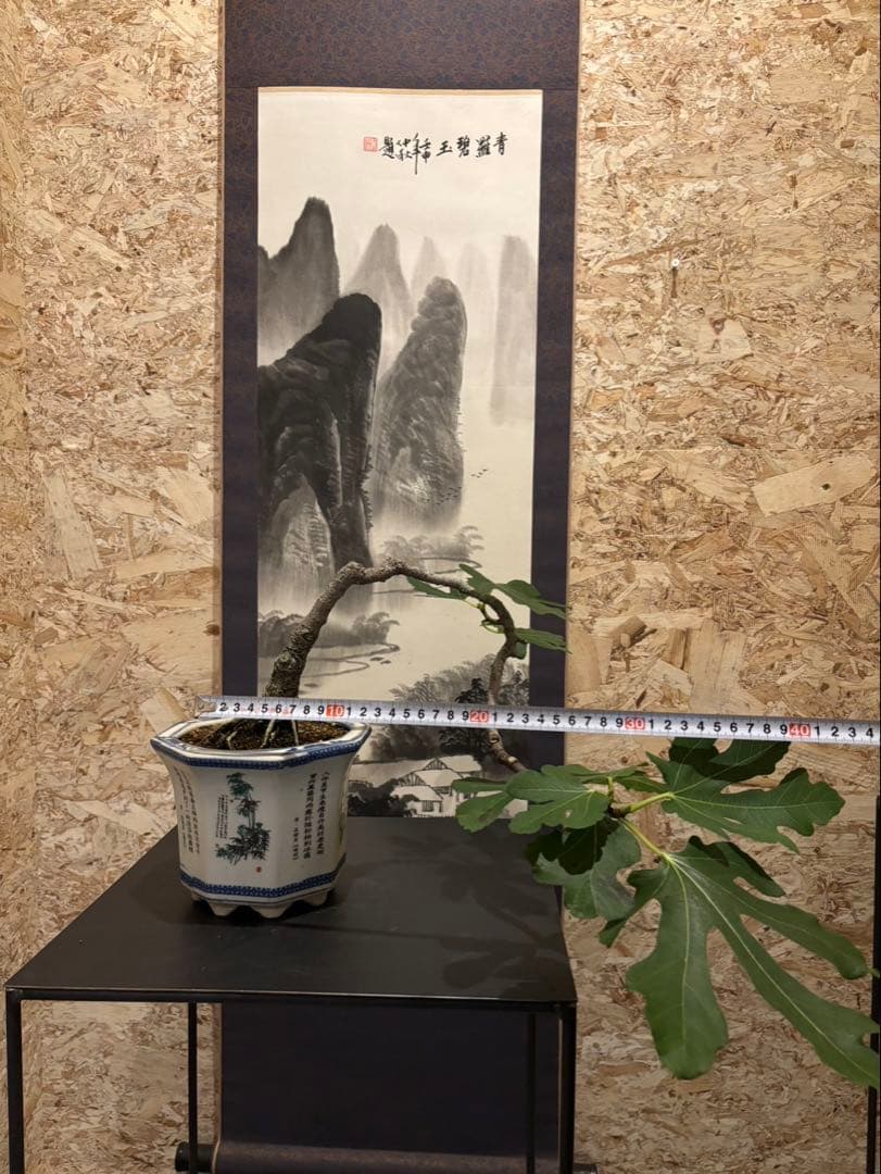 イチジク盆栽　無花果　小品盆栽　珍品　激古　樹齢約30年