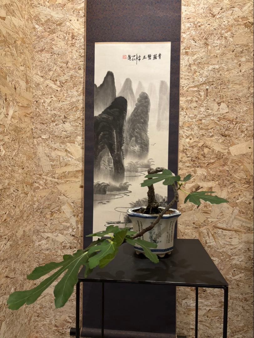 イチジク盆栽　無花果　小品盆栽　珍品　激古　樹齢約30年