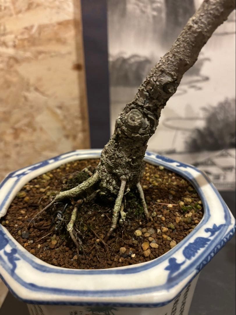 イチジク盆栽　無花果　小品盆栽　珍品　激古　樹齢約30年