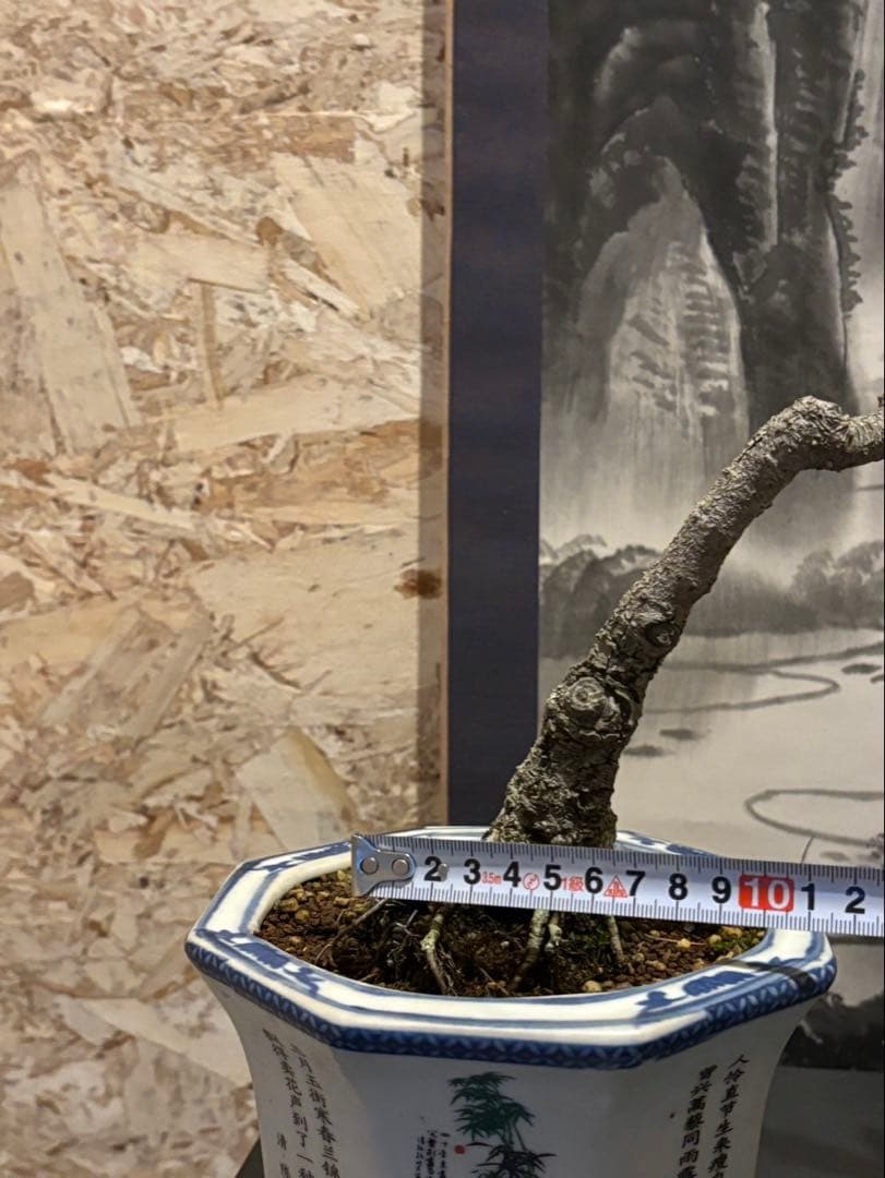 イチジク盆栽　無花果　小品盆栽　珍品　激古　樹齢約30年