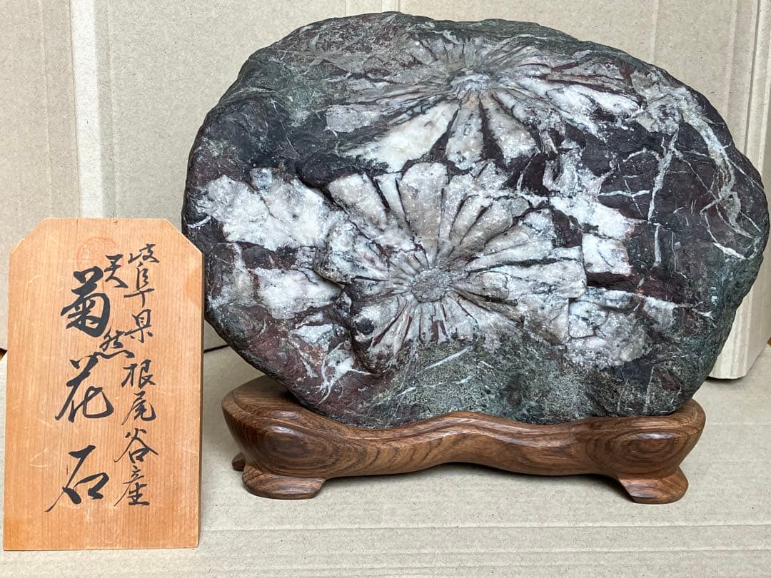 岐阜県 根尾谷 菊花石 グレー母岩 白菊