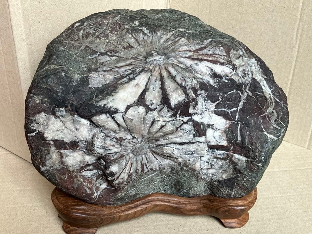 岐阜県 根尾谷 菊花石 グレー母岩 白菊