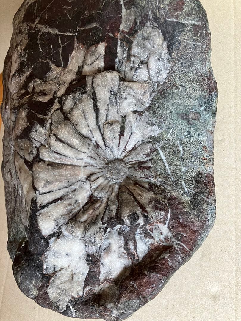 岐阜県 根尾谷 菊花石 グレー母岩 白菊