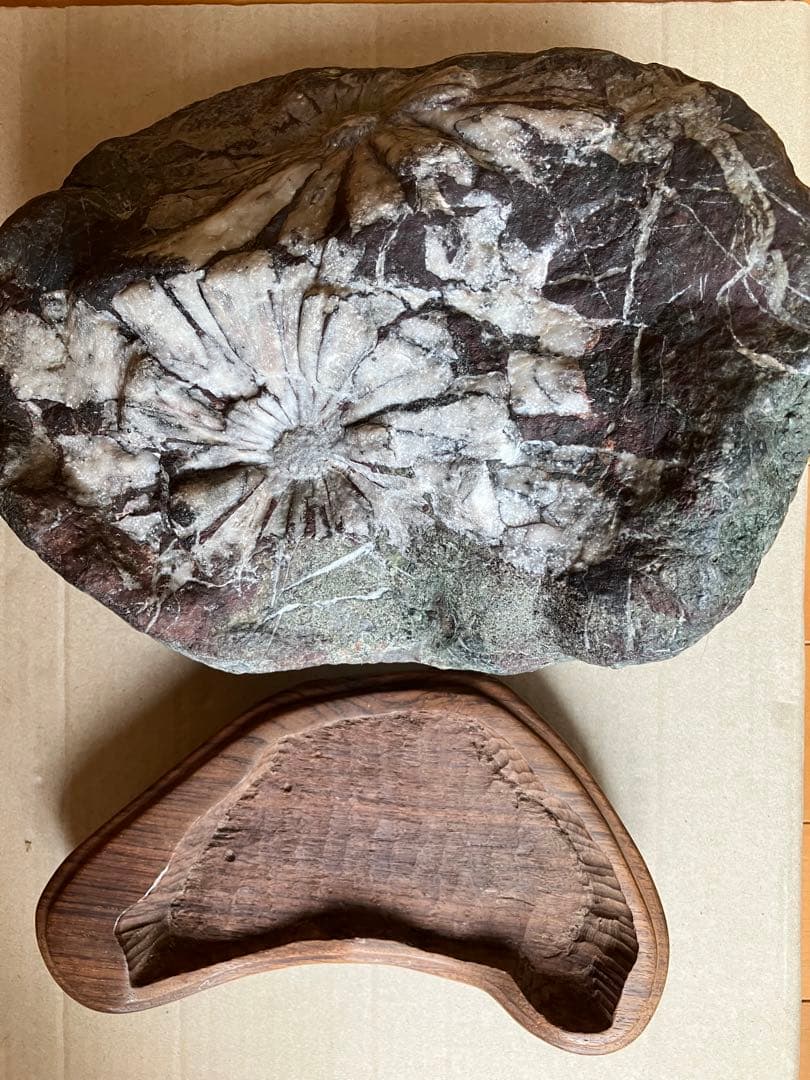 岐阜県 根尾谷 菊花石 グレー母岩 白菊