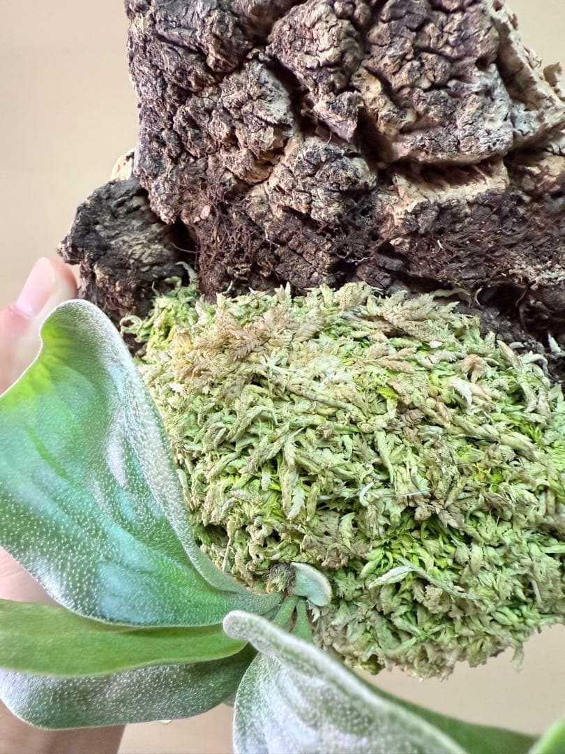 P. hillii 'Dragon Scale' ②子株ビカクシダ超希少