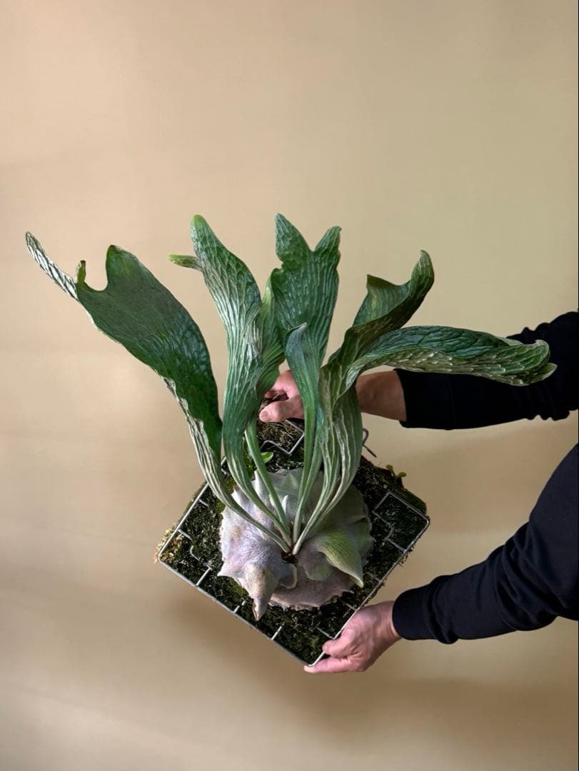 P. hillii 'Dragon Scale' ②子株ビカクシダ超希少