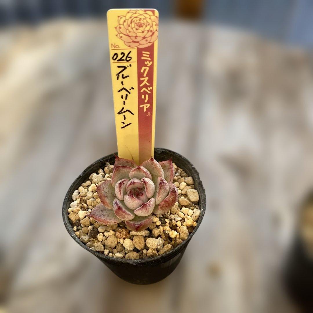 多肉植物　ミックスベリア　セット　ちいさめ　おらいさん　ぬき苗