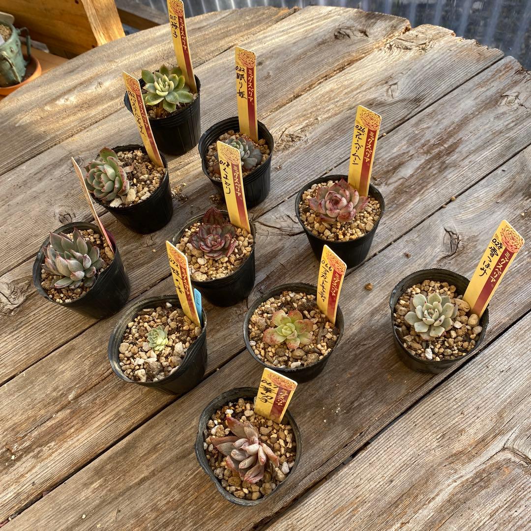 多肉植物　ミックスベリア　セット　ちいさめ　おらいさん　ぬき苗