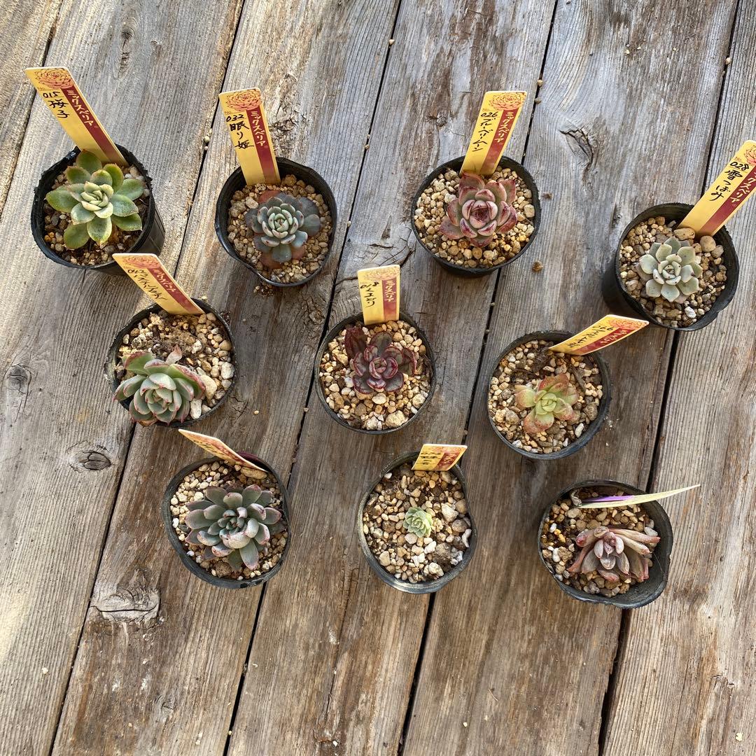 多肉植物　ミックスベリア　セット　ちいさめ　おらいさん　ぬき苗