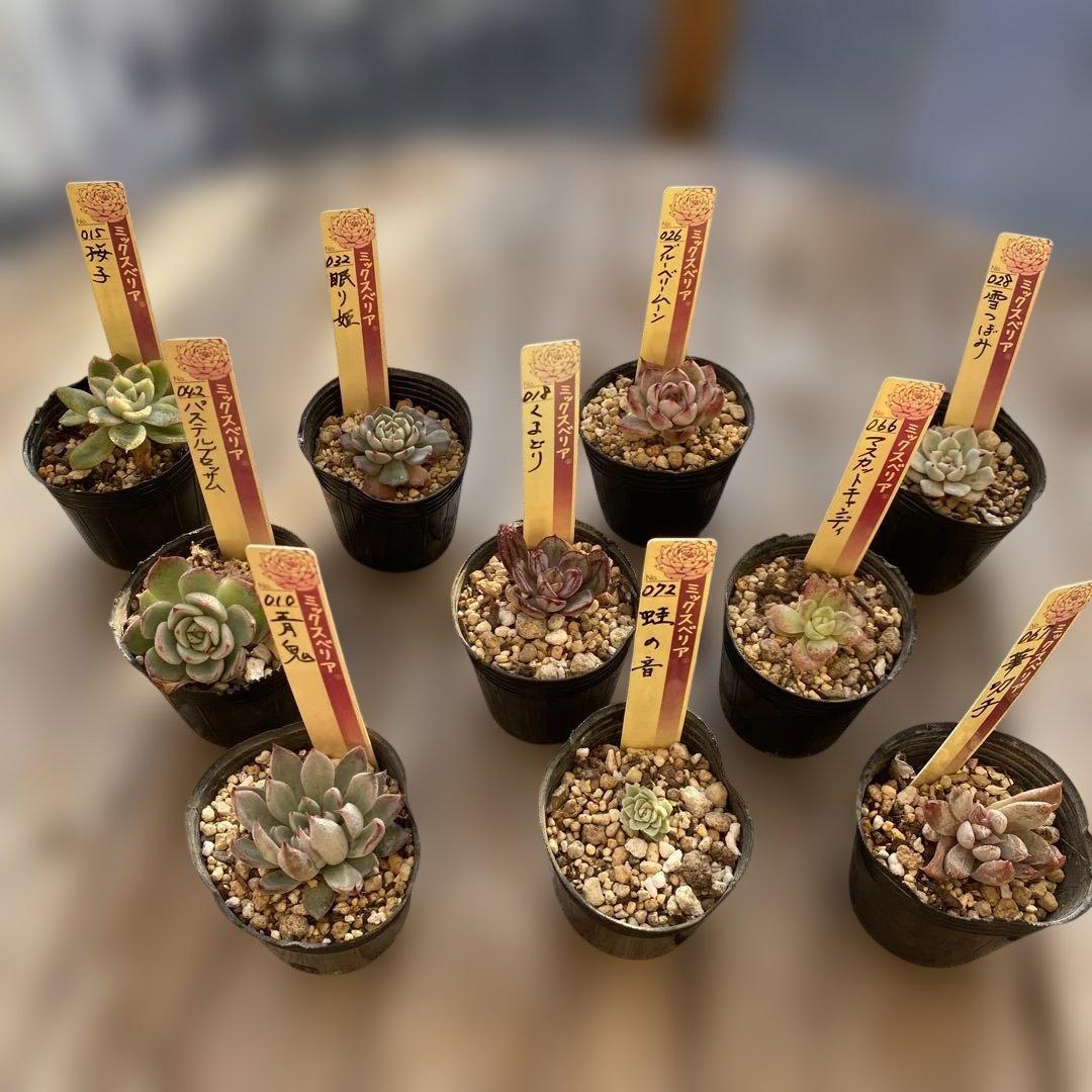 多肉植物　ミックスベリア　セット　ちいさめ　おらいさん　ぬき苗