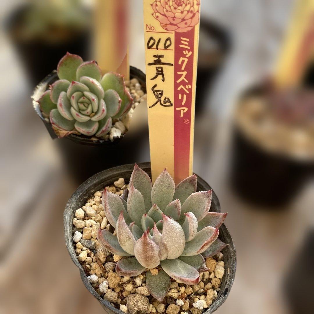 多肉植物　ミックスベリア　セット　ちいさめ　おらいさん　ぬき苗