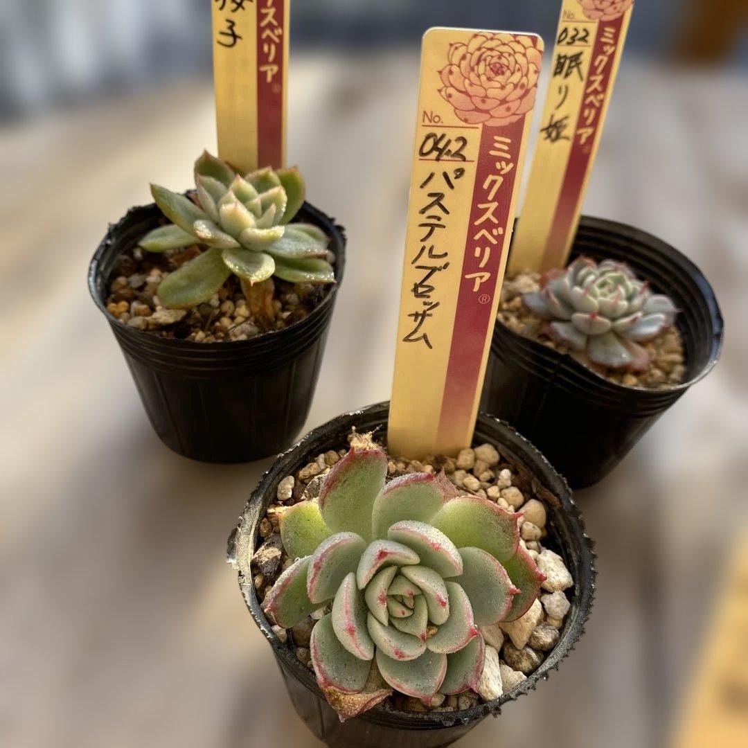 多肉植物　ミックスベリア　セット　ちいさめ　おらいさん　ぬき苗