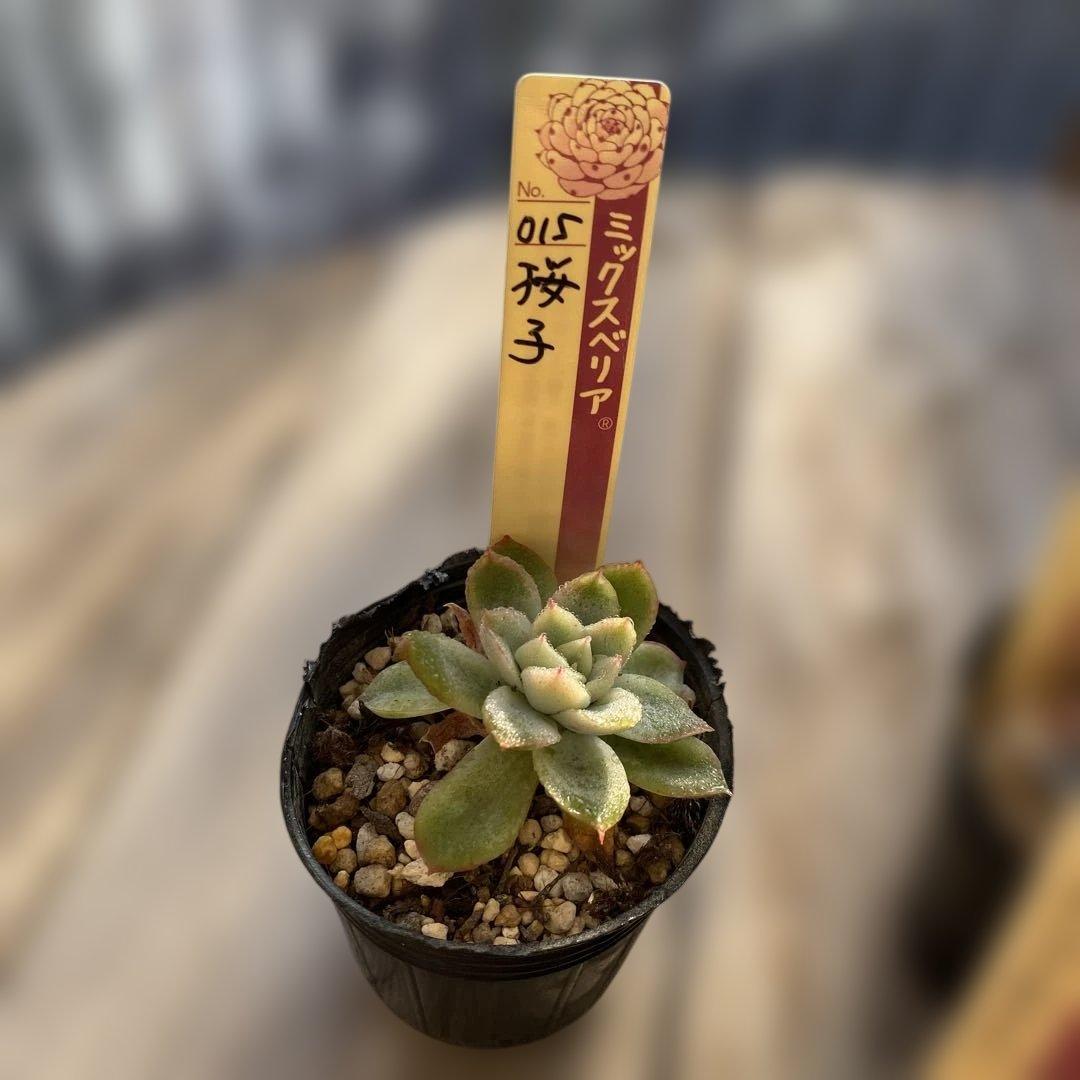 多肉植物　ミックスベリア　セット　ちいさめ　おらいさん　ぬき苗