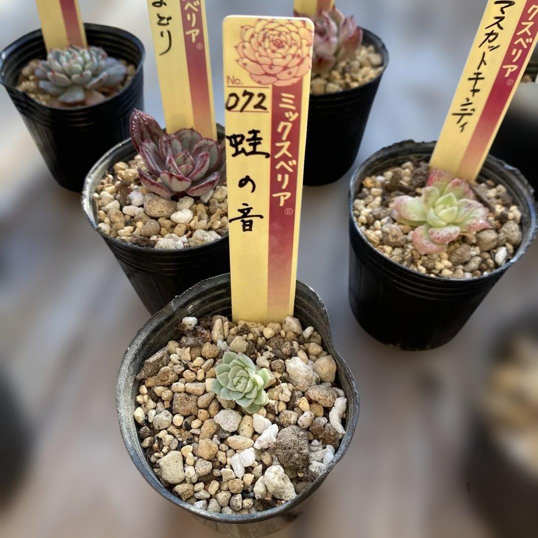 多肉植物　ミックスベリア　セット　ちいさめ　おらいさん　ぬき苗