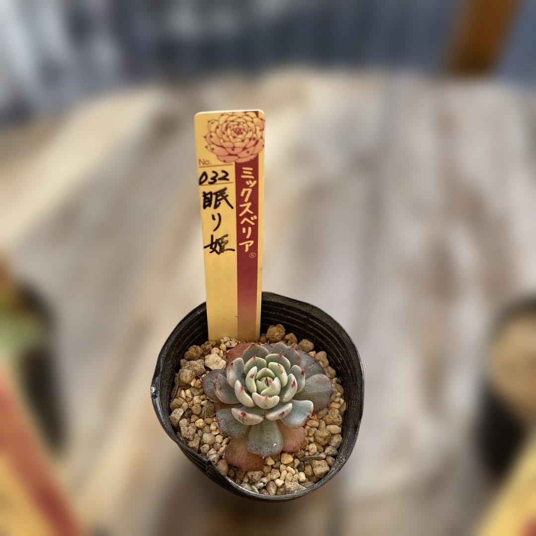 多肉植物　ミックスベリア　セット　ちいさめ　おらいさん　ぬき苗