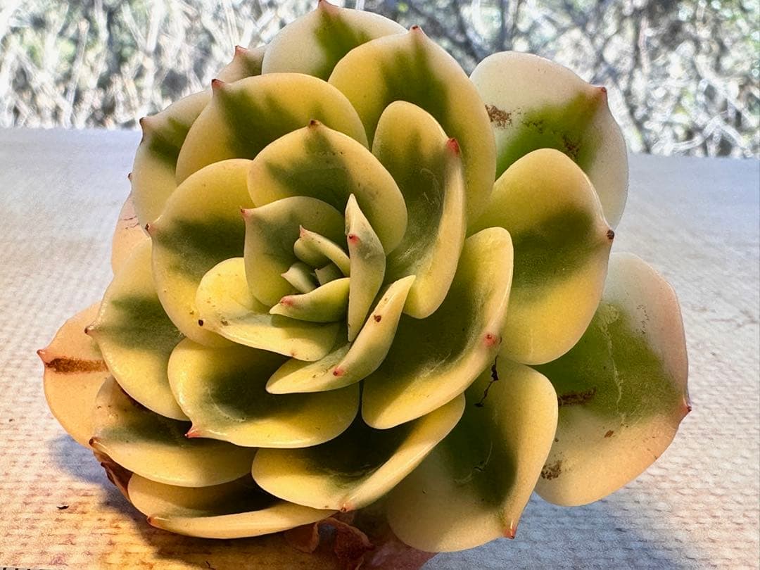 ポ*ポ様 6004新入荷　ルノーディーン錦　エケベリア　多肉植物　撮影1月10日