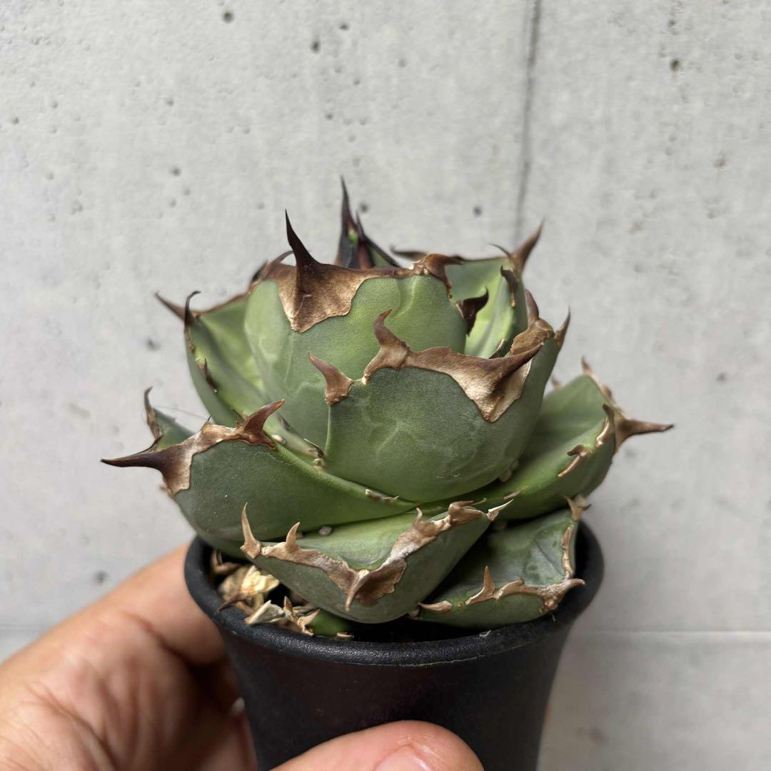 アガベ　オテロイ　ペンギン　子株