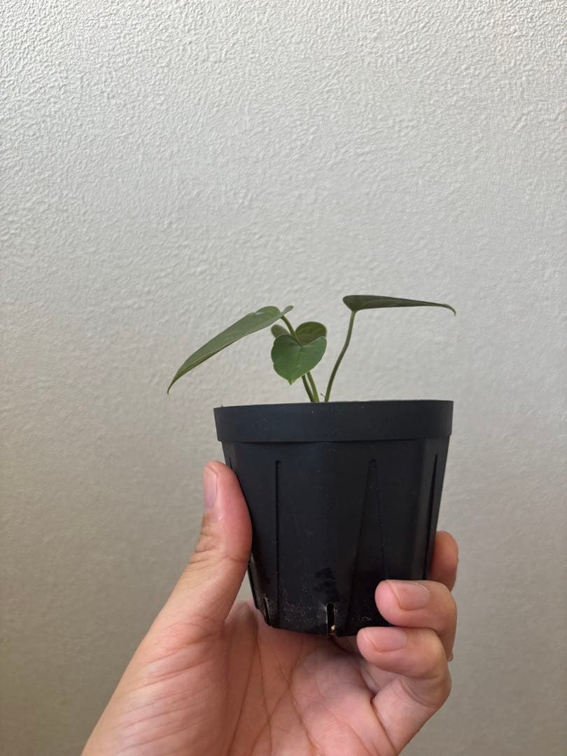 Anthurium \"Rom's black\" seedling②