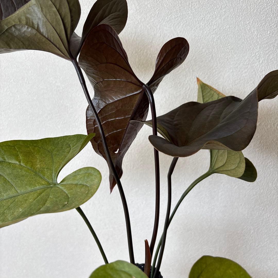 Anthurium \"Rom's black\" seedling②